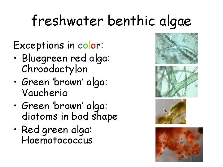 freshwater benthic algae Exceptions in color: • Bluegreen red alga: Chroodactylon • Green ‘brown’