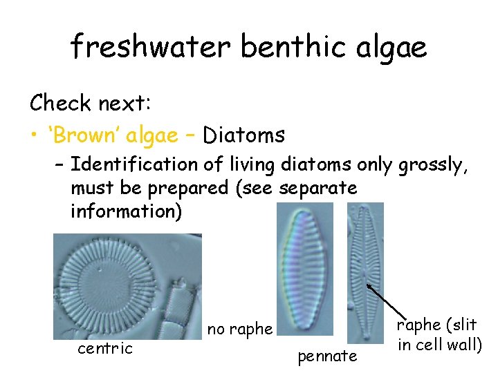 freshwater benthic algae Check next: • ‘Brown’ algae – Diatoms – Identification of living