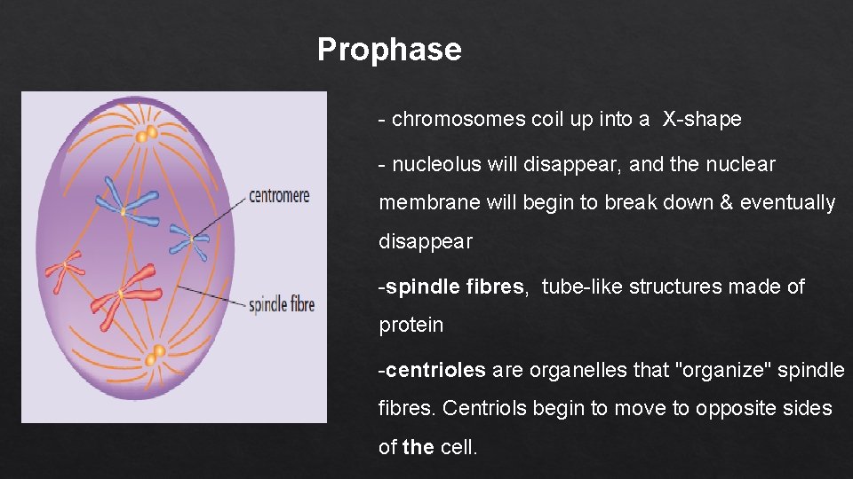 Prophase - chromosomes coil up into a X-shape - nucleolus will disappear, and the