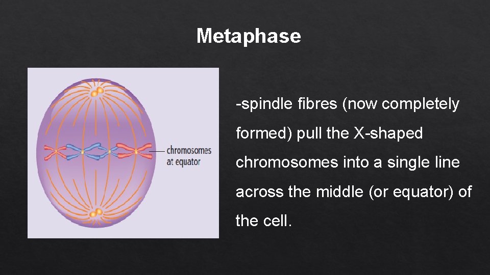 Metaphase -spindle fibres (now completely formed) pull the X-shaped chromosomes into a single line