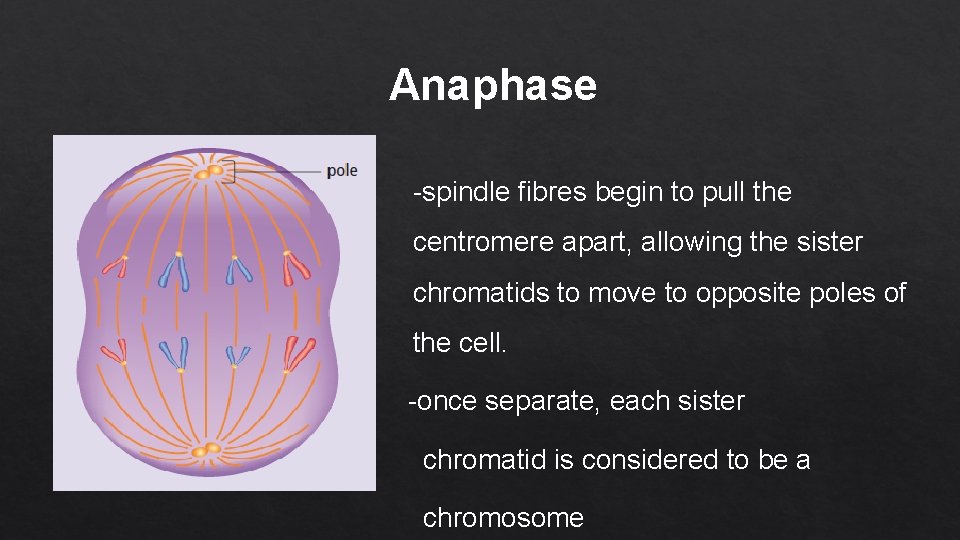  Anaphase -spindle fibres begin to pull the centromere apart, allowing the sister chromatids