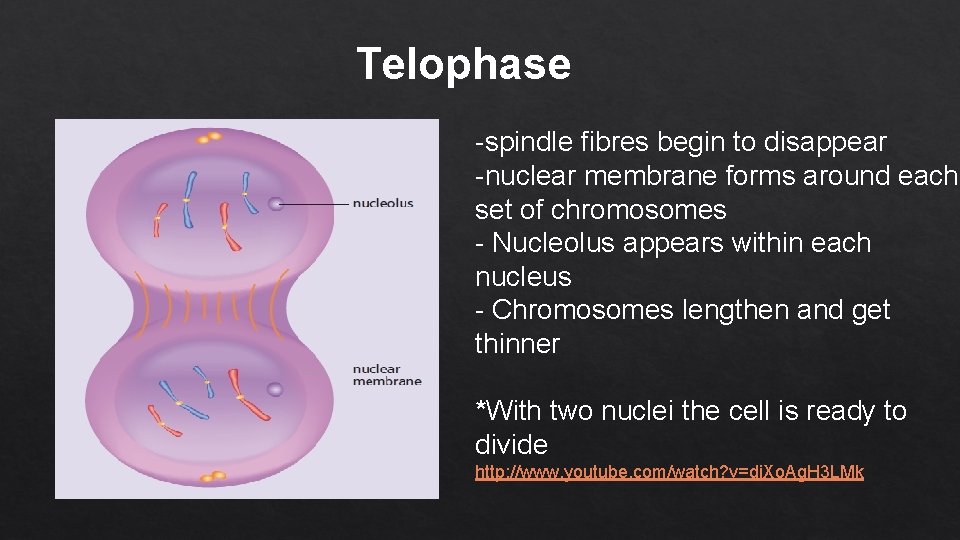 Telophase -spindle fibres begin to disappear -nuclear membrane forms around each set of chromosomes