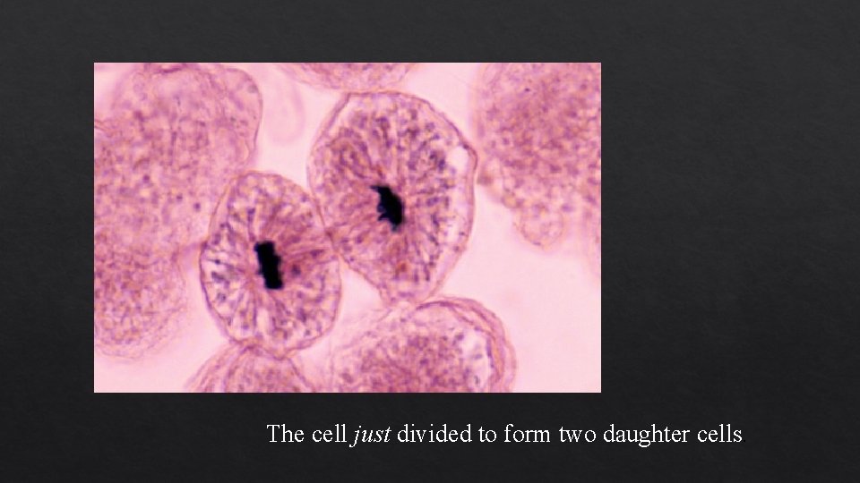 The cell just divided to form two daughter cells. 