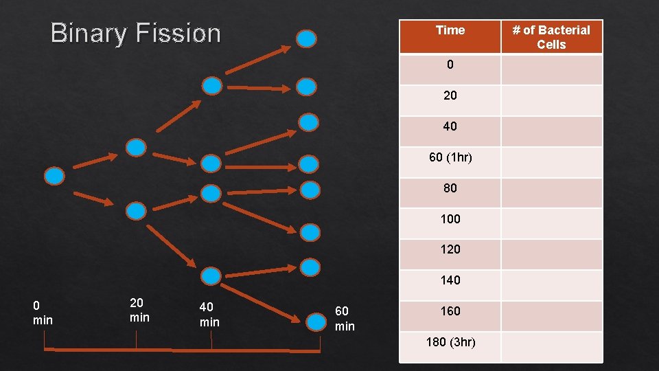 Binary Fission Time 0 20 40 60 (1 hr) 80 100 120 140 0