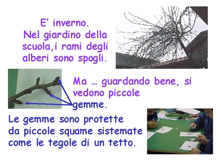 E’ inverno. Nel giardino della scuola, i rami degli alberi sono spogli. Ma …