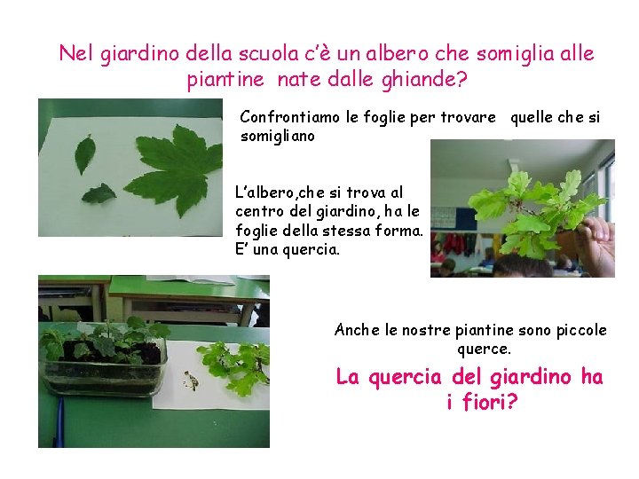 Nel giardino della scuola c’è un albero che somiglia alle piantine nate dalle ghiande?