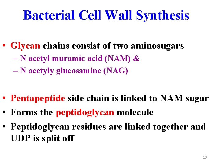 Bacterial Cell Wall Synthesis • Glycan chains consist of two aminosugars – N acetyl