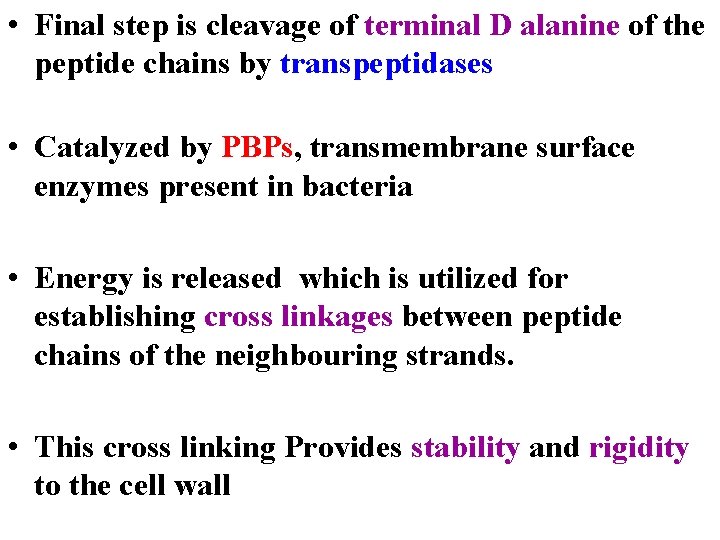  • Final step is cleavage of terminal D alanine of the peptide chains