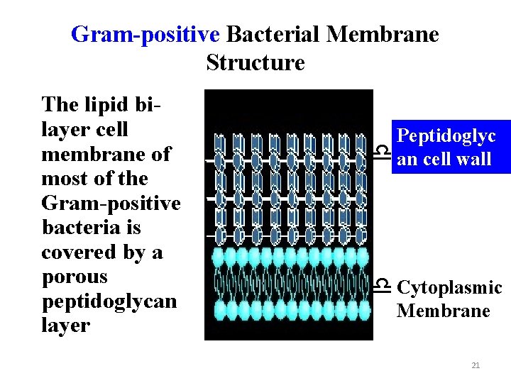 Gram-positive Bacterial Membrane Structure The lipid bilayer cell membrane of most of the Gram-positive