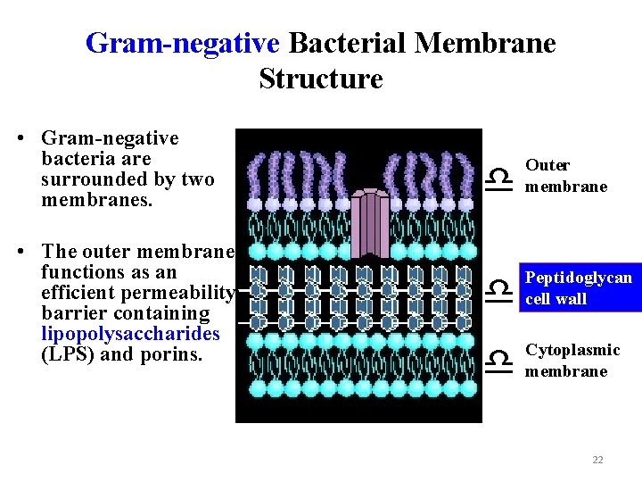 Gram-negative Bacterial Membrane Structure • Gram-negative bacteria are surrounded by two membranes. • The