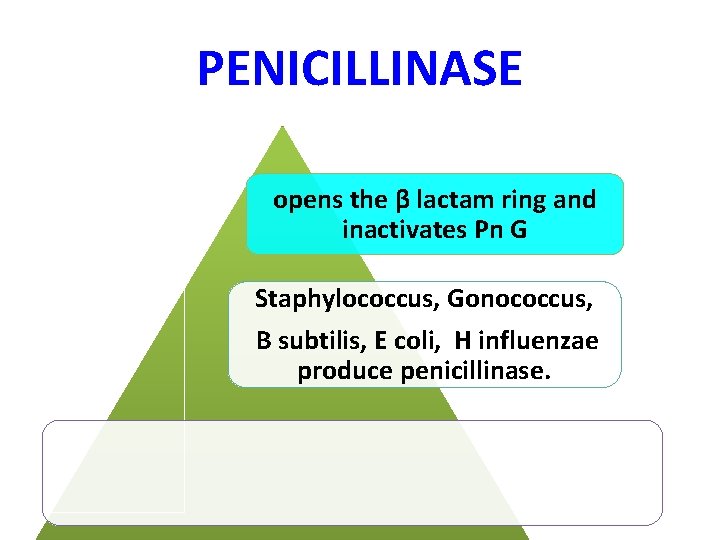 PENICILLINASE opens the β lactam ring and inactivates Pn G Staphylococcus, Gonococcus, B subtilis,