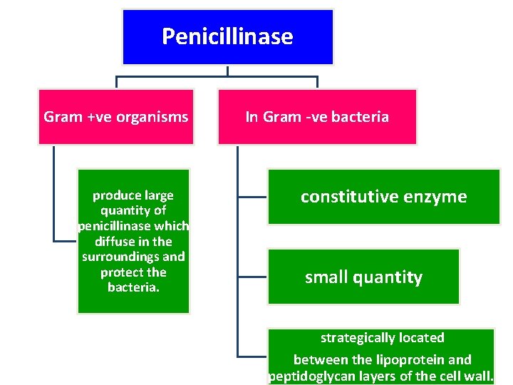 Penicillinase Gram +ve organisms produce large quantity of penicillinase which diffuse in the surroundings