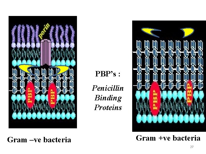 PBP’s : Penicillin Binding Proteins Gram –ve bacteria Gram +ve bacteria 27 