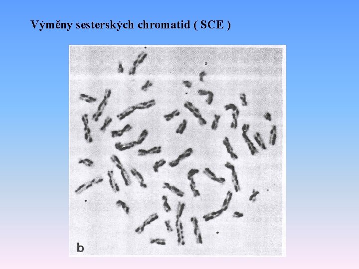 Výměny sesterských chromatid ( SCE ) 
