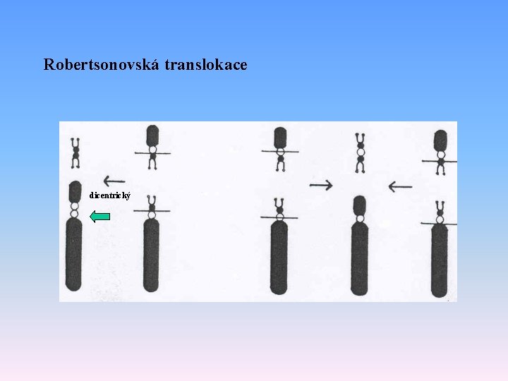 Robertsonovská translokace dicentrický 