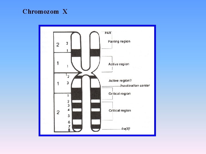Chromozom X 