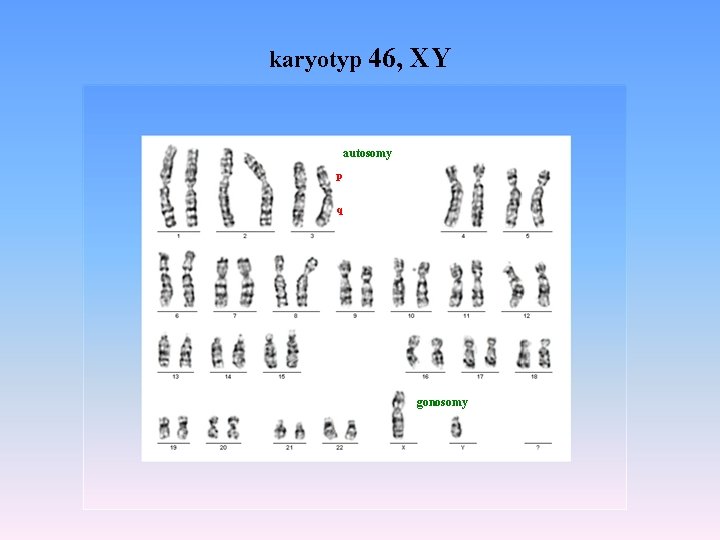 karyotyp 46, XY autosomy p q gonosomy 