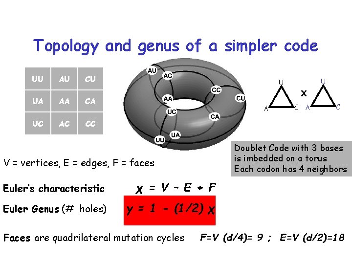Topology and genus of a simpler code UU AU CU UA AA CA UC