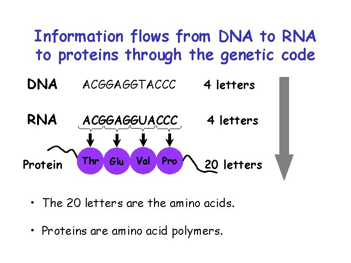 Information flows from DNA to RNA to proteins through the genetic code DNA ACGGAGGTACCC