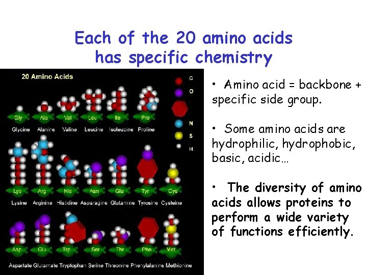 Each of the 20 amino acids has specific chemistry • Amino acid = backbone