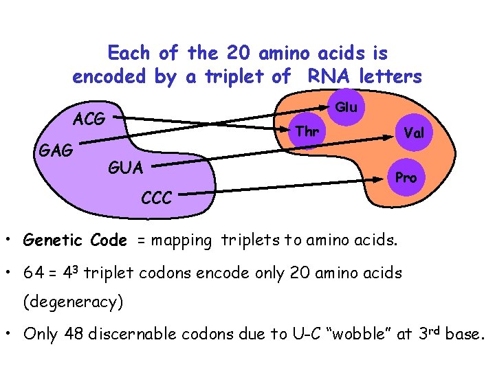 Each of the 20 amino acids is encoded by a triplet of RNA letters