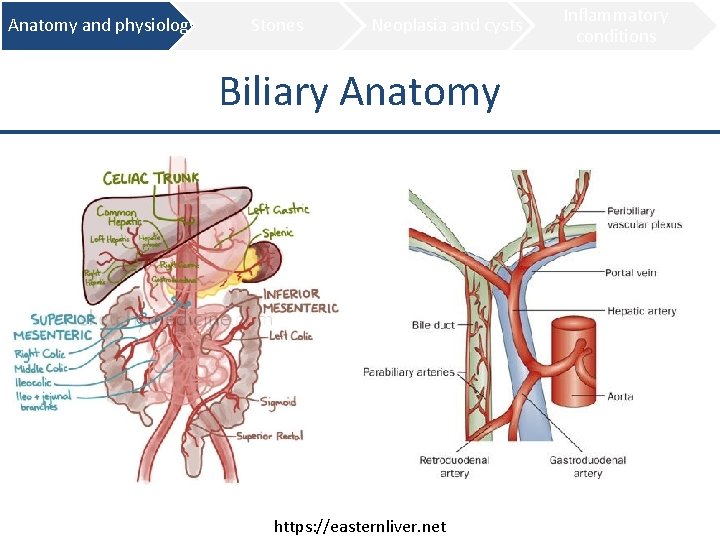 Anatomy and physiology Stones Neoplasia and cysts Biliary Anatomy https: //easternliver. net Inflammatory conditions