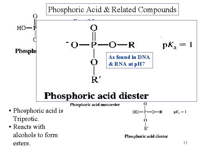 Phosphoric Acid & Related Compounds As found in DNA & RNA at p. H
