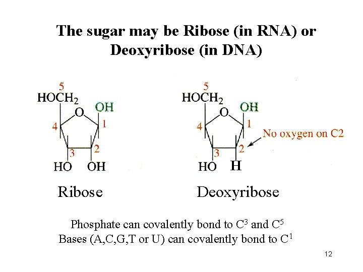 The sugar may be Ribose (in RNA) or Deoxyribose (in DNA) H Ribose Deoxyribose