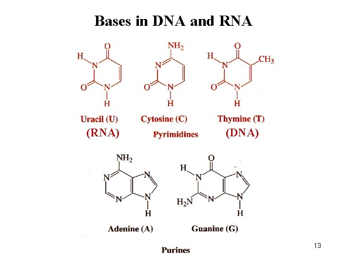 Bases in DNA and RNA (RNA) (DNA) 13 