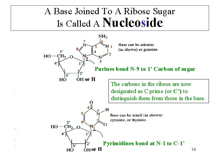 A Base Joined To A Ribose Sugar Is Called A Nucleoside Purines bond N-9