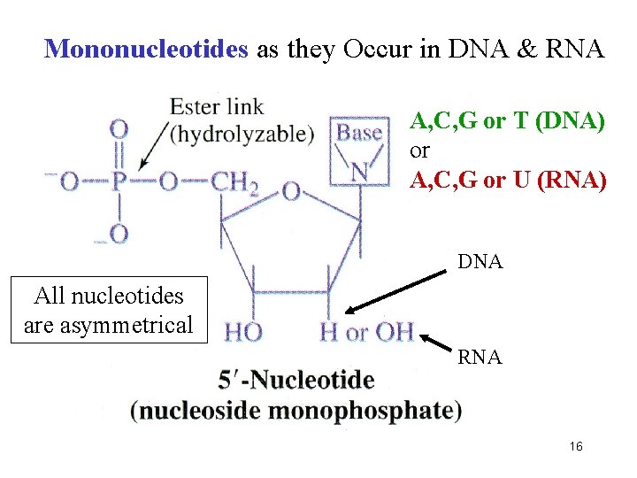 Mononucleotides as they Occur in DNA & RNA A, C, G or T (DNA)