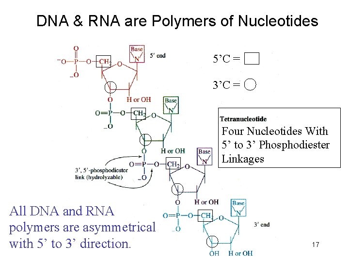 DNA & RNA are Polymers of Nucleotides 5’C = 3’C = Four Nucleotides With