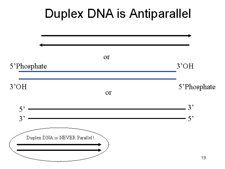 Duplex DNA is Antiparallel or 5’Phosphate 3’OH 5’Phosphate or 3’ 5’ 5’ 3’ Duplex