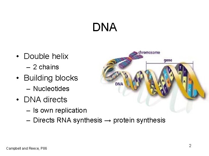 DNA • Double helix – 2 chains • Building blocks – Nucleotides • DNA
