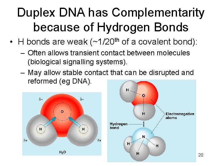 Duplex DNA has Complementarity because of Hydrogen Bonds • H bonds are weak (~1/20
