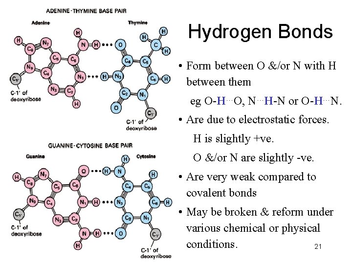 Hydrogen Bonds • Form between O &/or N with H between them eg O-H…O,