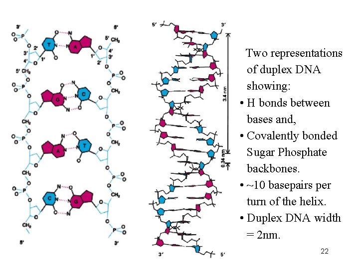 Two representations of duplex DNA showing: • H bonds between bases and, • Covalently