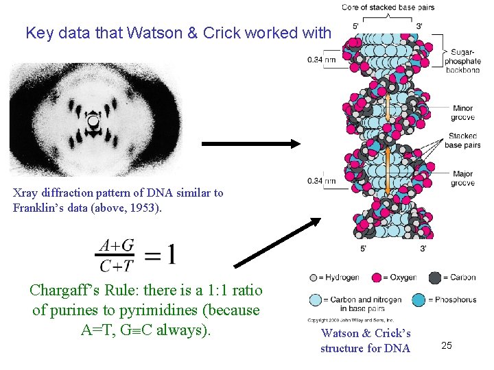 Key data that Watson & Crick worked with Xray diffraction pattern of DNA similar