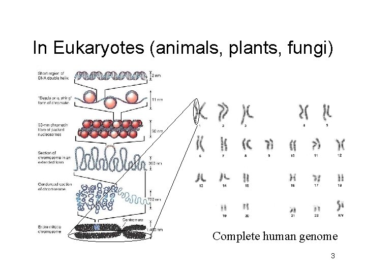 In Eukaryotes (animals, plants, fungi) Complete human genome 3 