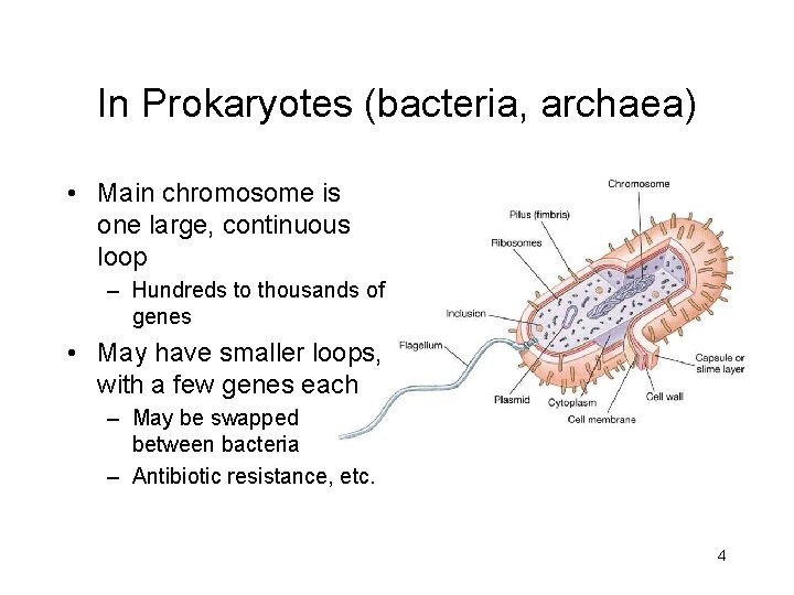 In Prokaryotes (bacteria, archaea) • Main chromosome is one large, continuous loop – Hundreds