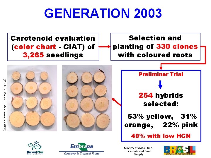 GENERATION 2003 Carotenoid evaluation (color chart - CIAT) of 3, 265 seedlings Selection and