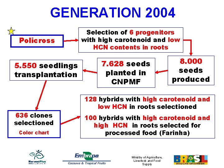 GENERATION 2004 Policross 5. 550 seedlings transplantation 636 clones selectioned Color chart Selection of