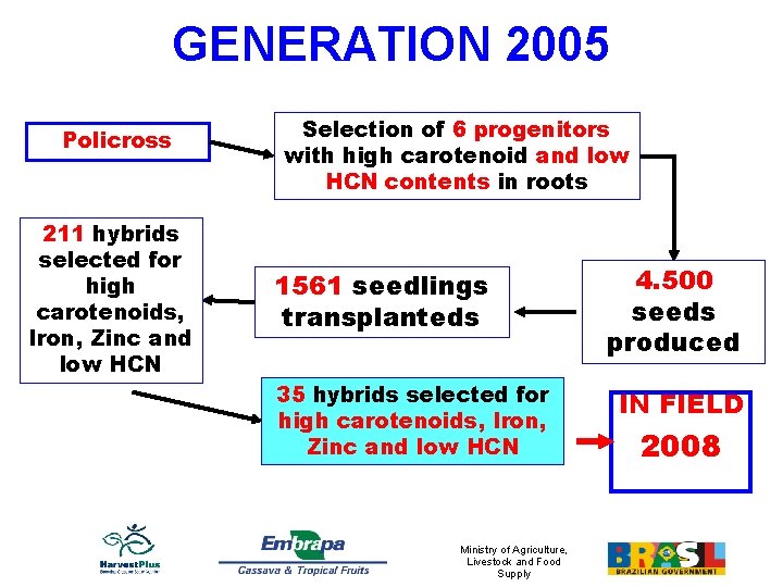 GENERATION 2005 Policross 211 hybrids selected for high carotenoids, Iron, Zinc and low HCN