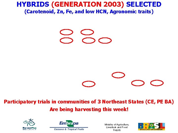 HYBRIDS (GENERATION 2003) SELECTED (Carotenoid, Zn, Fe, and low HCN, Agronomic traits) Participatory trials