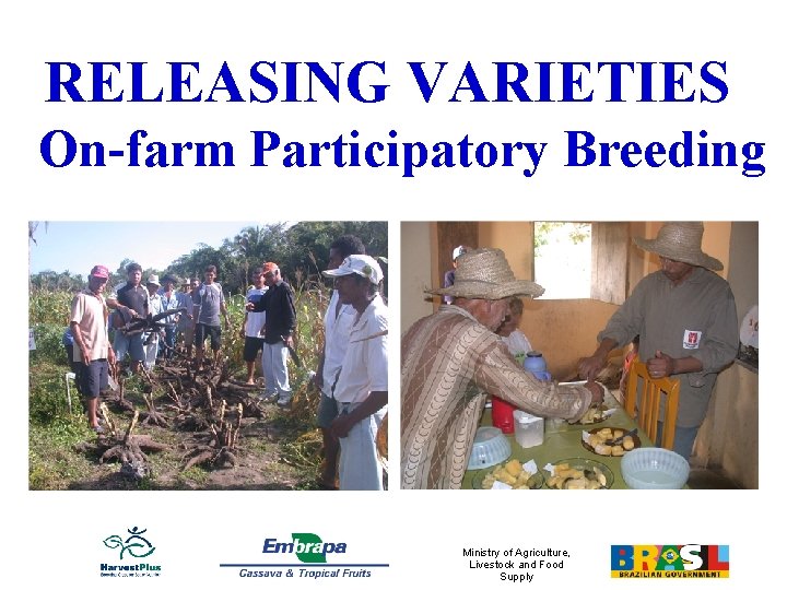 RELEASING VARIETIES On-farm Participatory Breeding Ministry of Agriculture, Livestock and Food Supply 