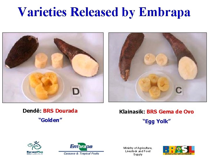Varieties Released by Embrapa Dendê: BRS Dourada Klainasik: BRS Gema de Ovo “Golden” “Egg