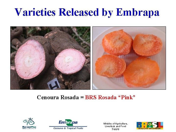 Varieties Released by Embrapa Cenoura Rosada = BRS Rosada “Pink” Ministry of Agriculture, Livestock