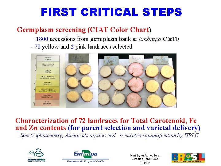 FIRST CRITICAL STEPS Germplasm screening (CIAT Color Chart) - 1800 accessions from germplasm bank