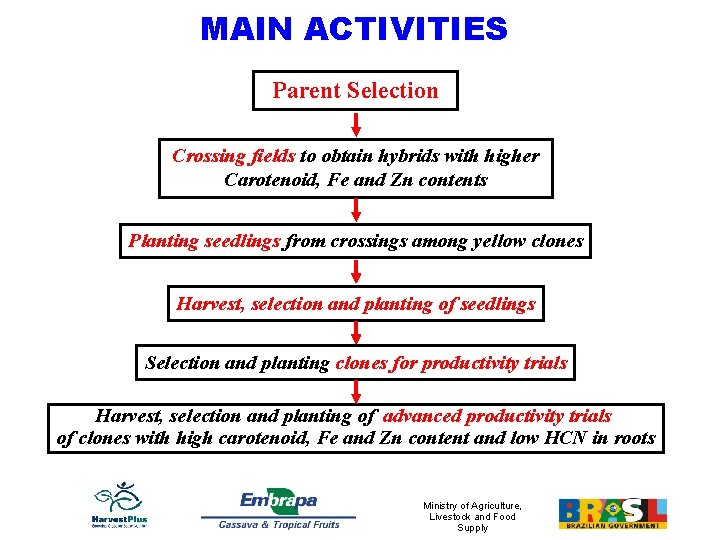 MAIN ACTIVITIES Parent Selection Crossing fields to obtain hybrids with higher Carotenoid, Fe and