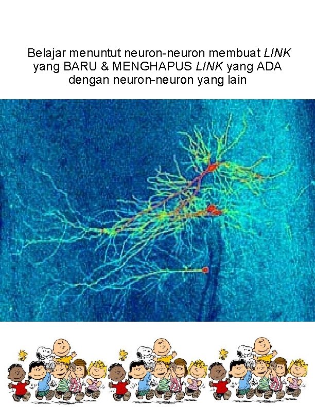 Belajar menuntut neuron-neuron membuat LINK yang BARU & MENGHAPUS LINK yang ADA dengan neuron-neuron